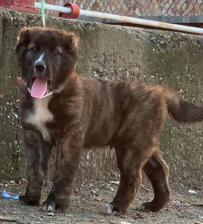 kangal | kurdish kangal |  Turkish kangal dog | kangal puppy |kangal