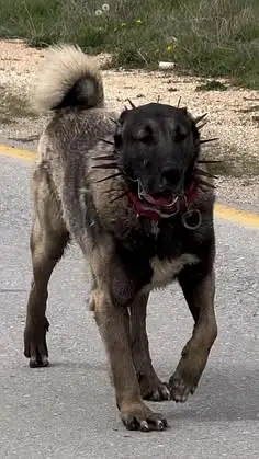 kangal | kurdish kangal |  Turkish kangal dog | kangal puppy |kangal — photo 2