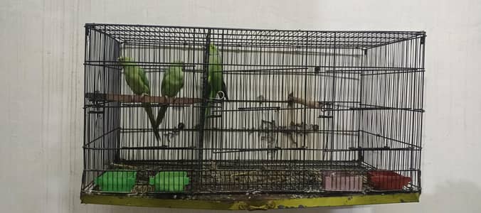 Ring nack breeder pair