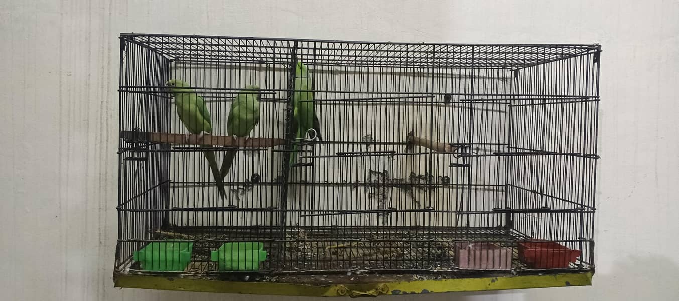Ring nack breeder pair 0