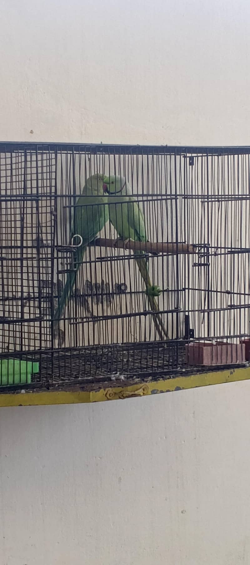 Ring nack breeder pair 1