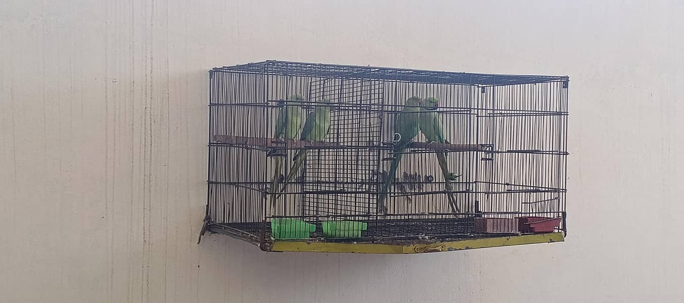 Ring nack breeder pair 2