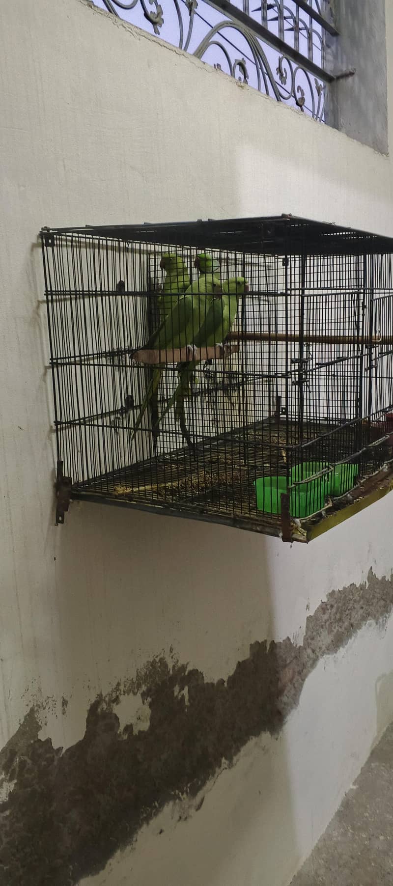 Ring nack breeder pair 3
