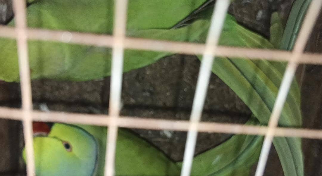 Ring nack breeder pair 4