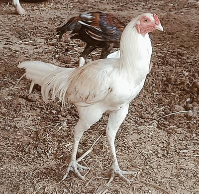 Hen sale