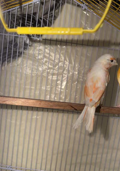 Canary pair for sale