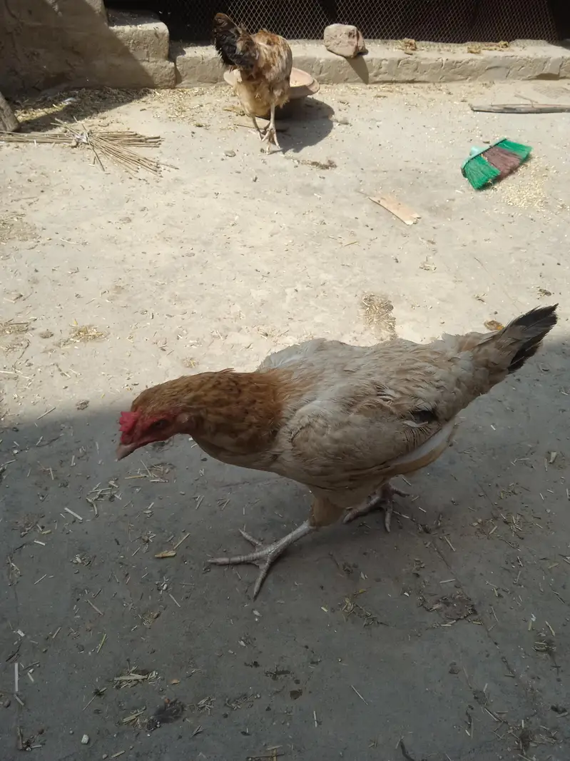 only seris rabata kry time waster dor rhy — photo 2