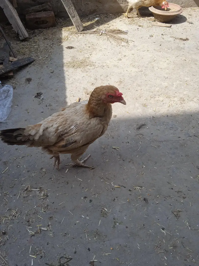 only seris rabata kry time waster dor rhy — photo 3