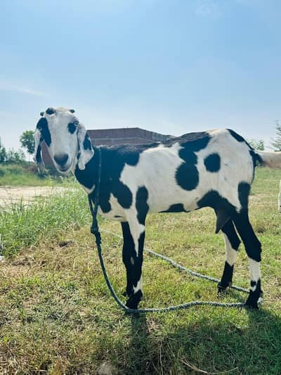 Pregnant Goat for Sale – Proven Mother of Twins (Due Soon)