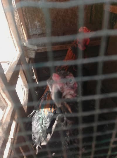 for sale pair and ande Bache pe hen hens