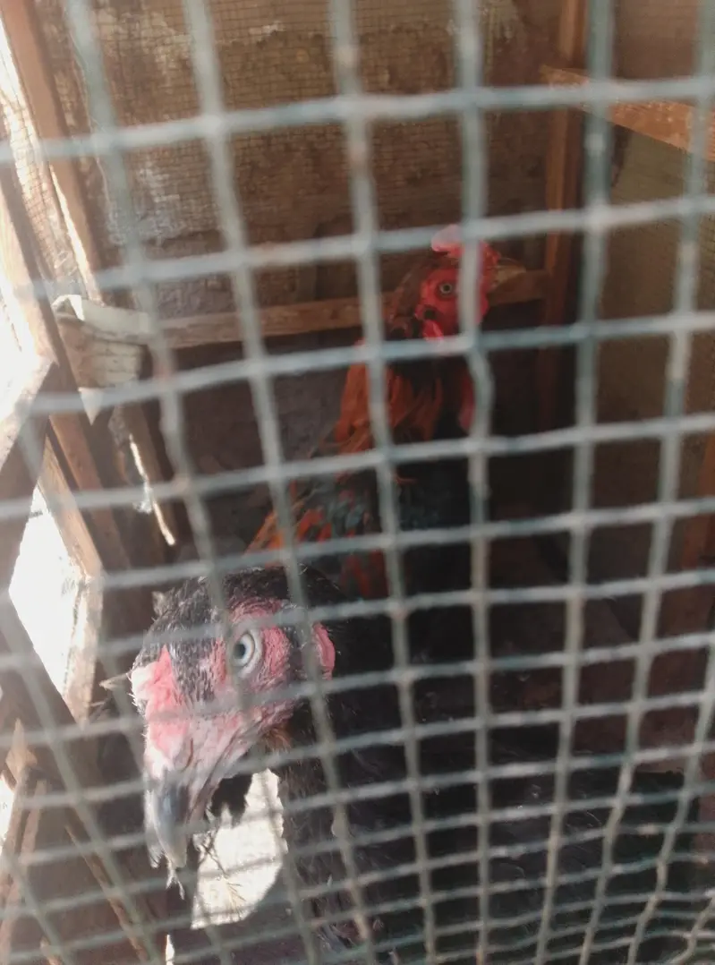 for sale pair and ande Bache pe hen hens — photo 2