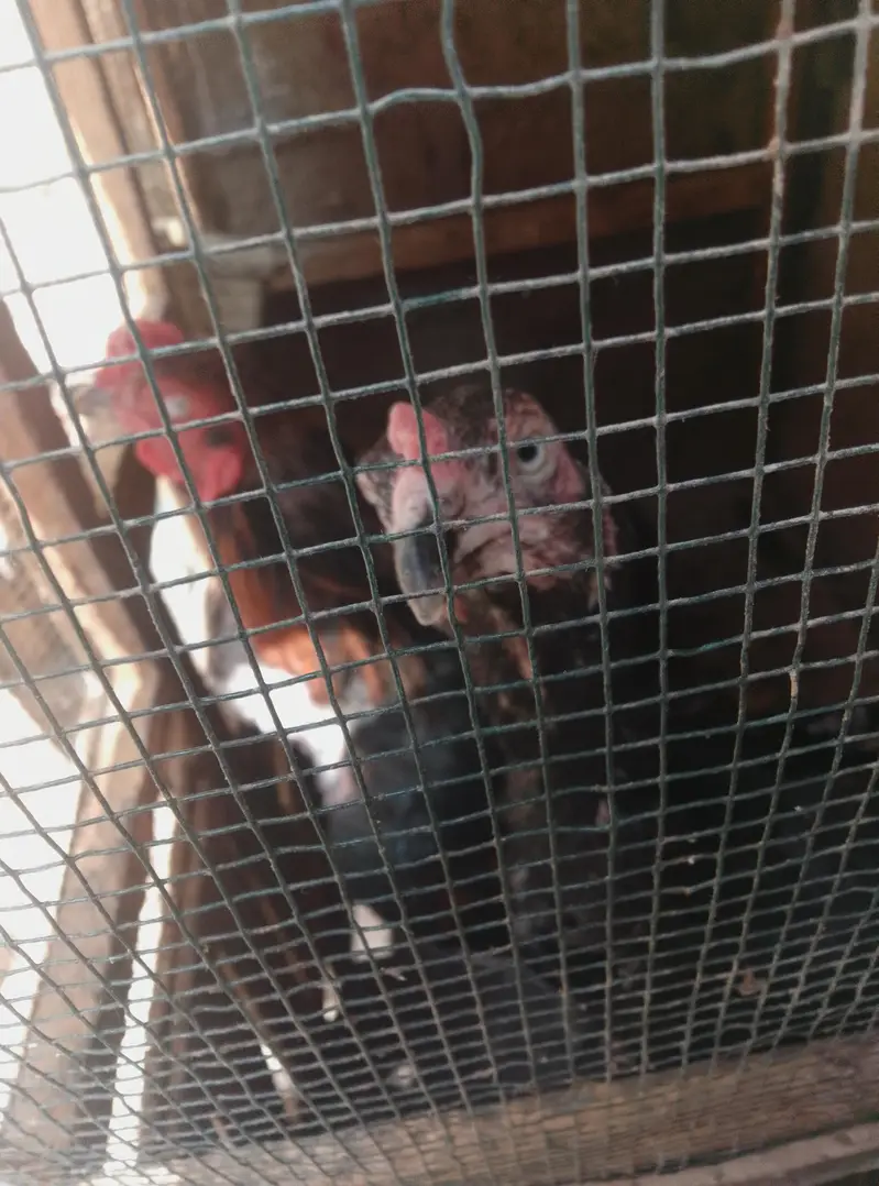 for sale pair and ande Bache pe hen hens — photo 3