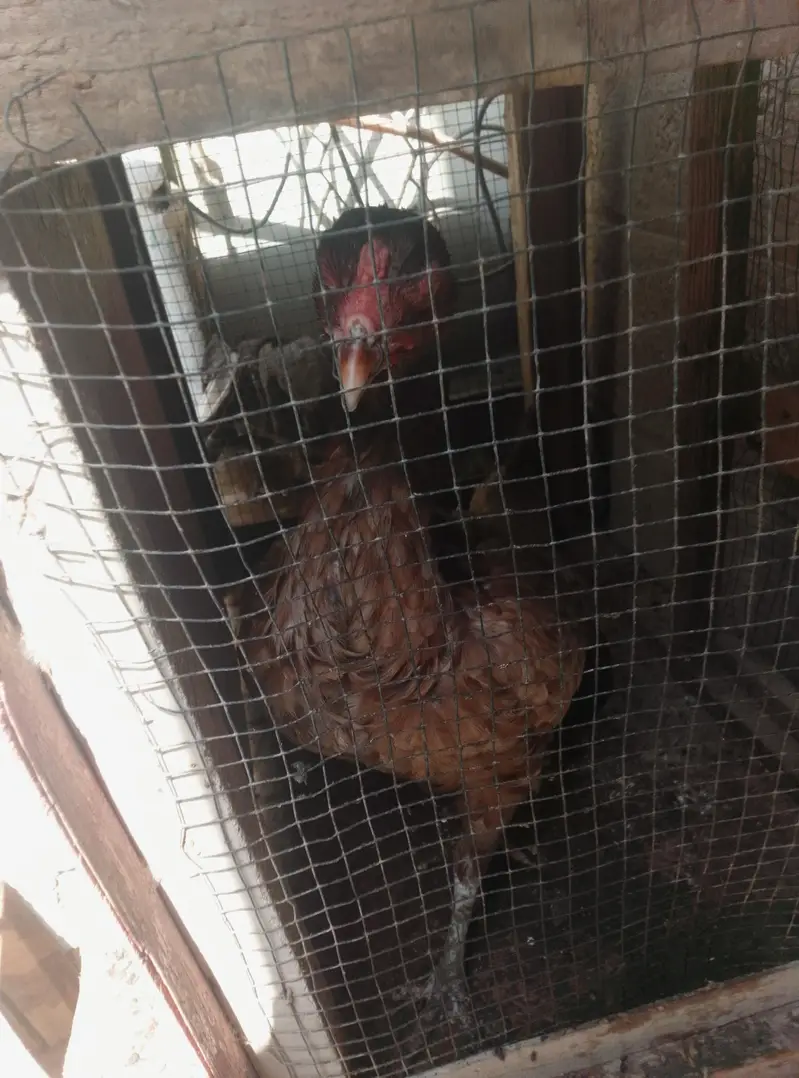 for sale pair and ande Bache pe hen hens — photo 4