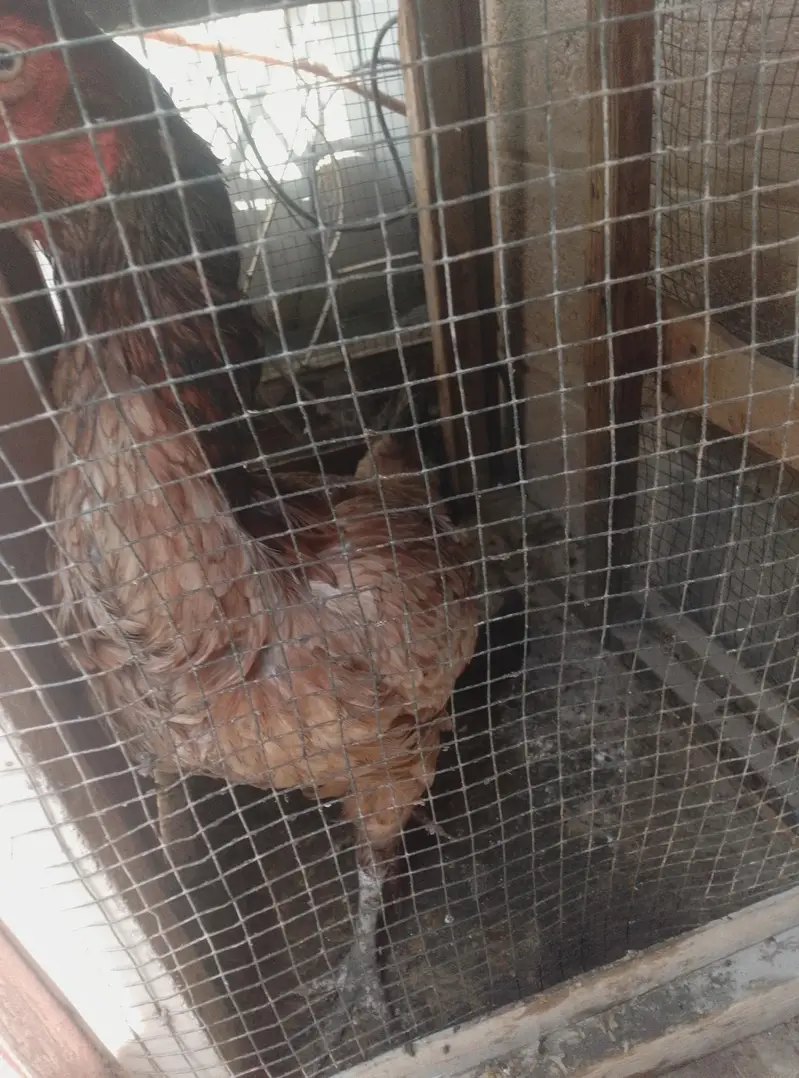 for sale pair and ande Bache pe hen hens — photo 5