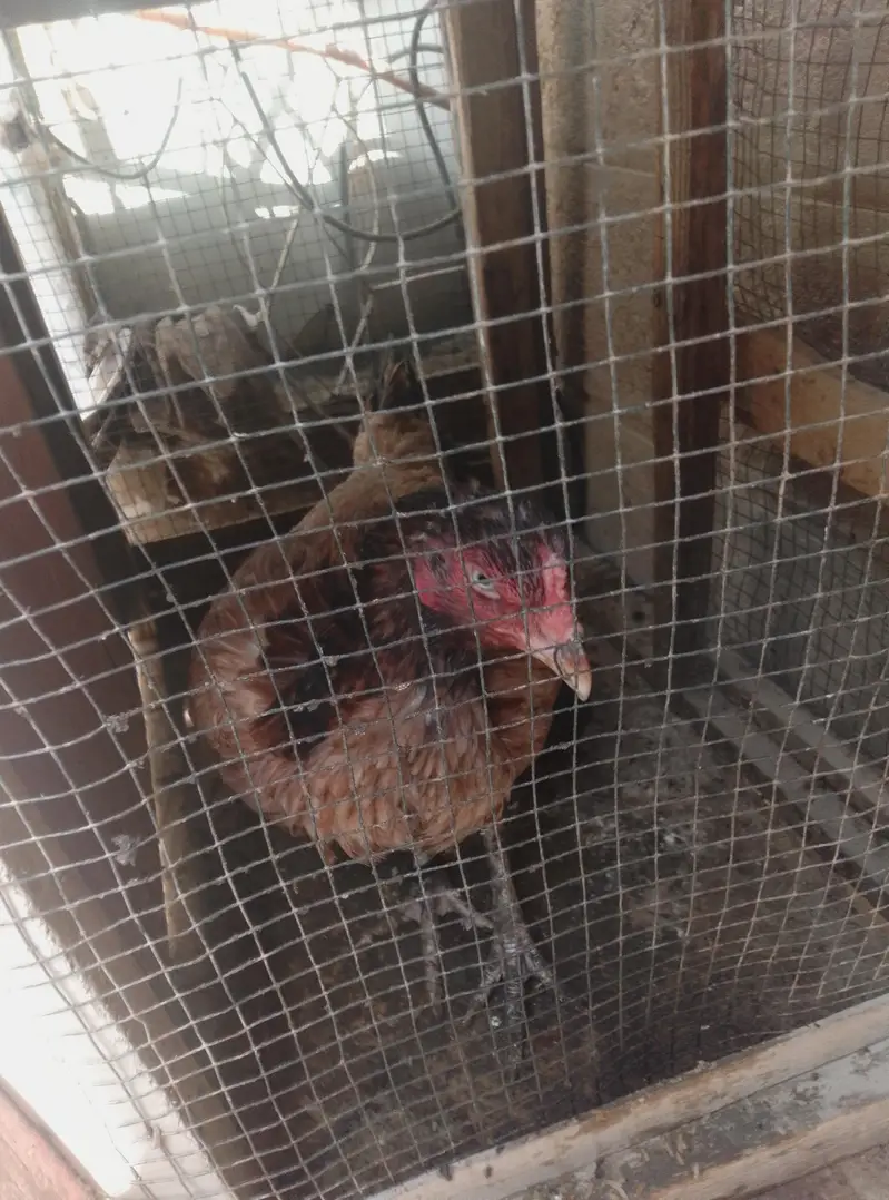 for sale pair and ande Bache pe hen hens — photo 6