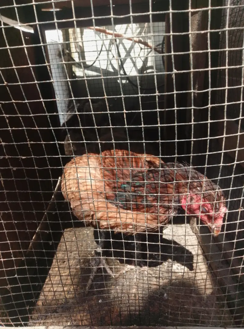 for sale pair and ande Bache pe hen hens — photo 7