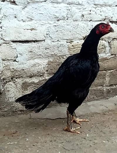 Pure Aseel Murgi Black