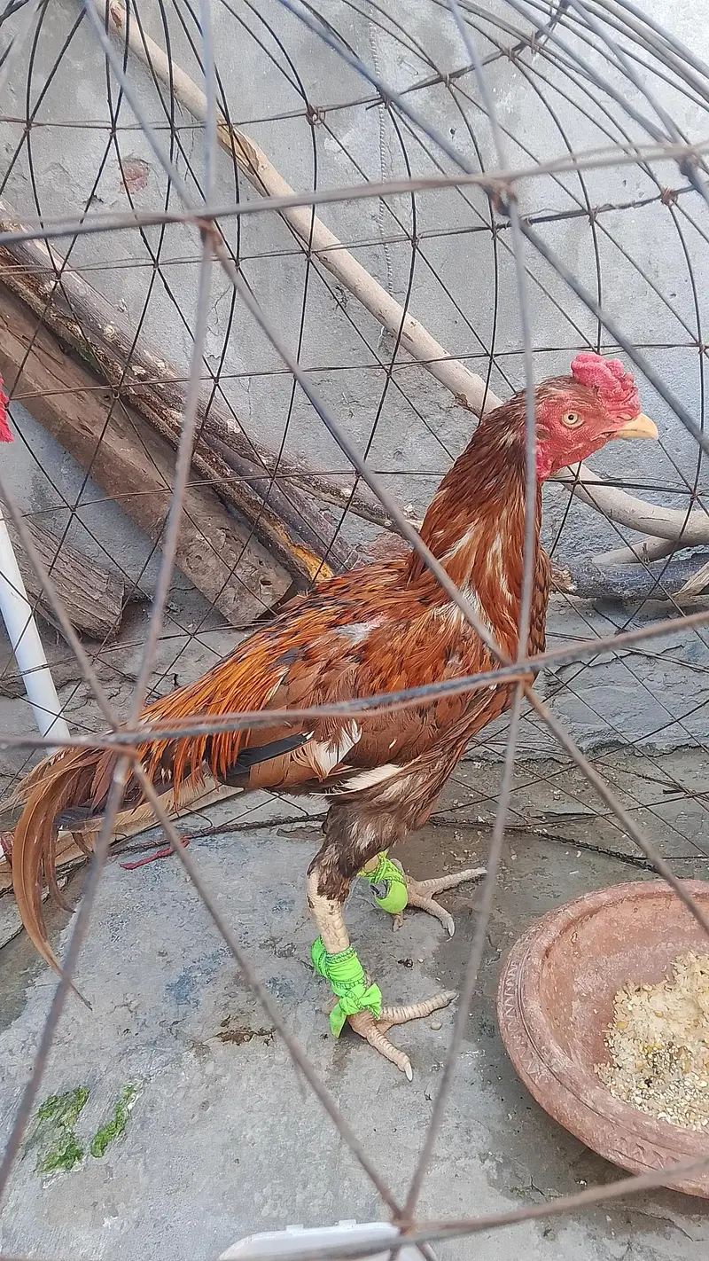 Aseell murga Sindhi — photo 2
