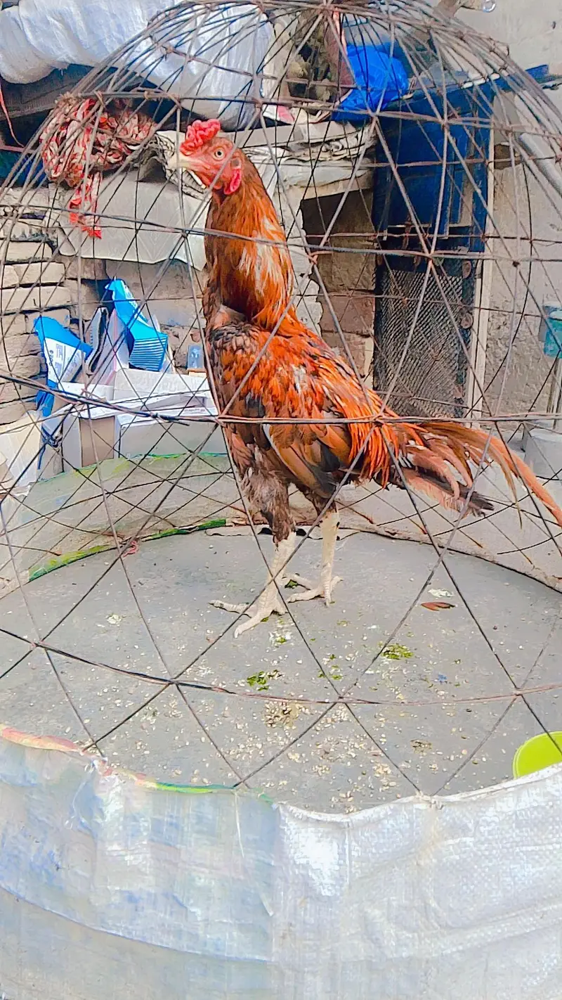 Aseell murga Sindhi — photo 4