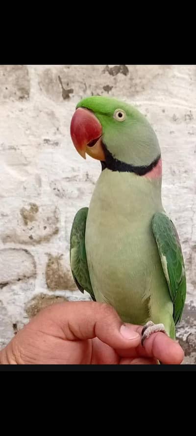 khasmiri parrot/ parrot