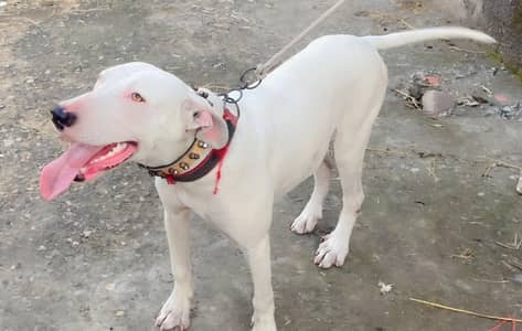 Gultair Dog Female