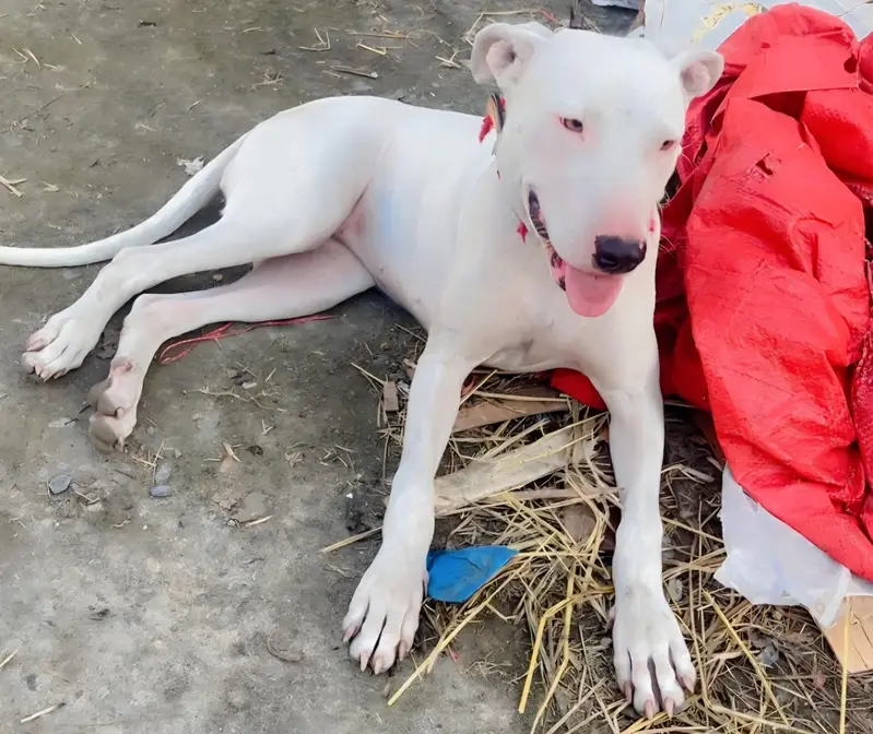 Gultair Dog Female — photo 2