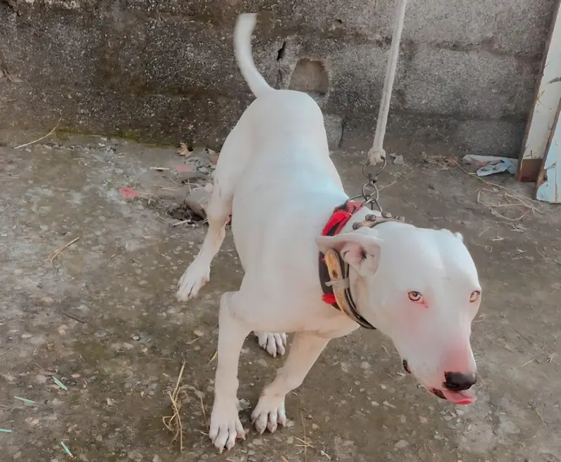 Gultair Dog Female — photo 3