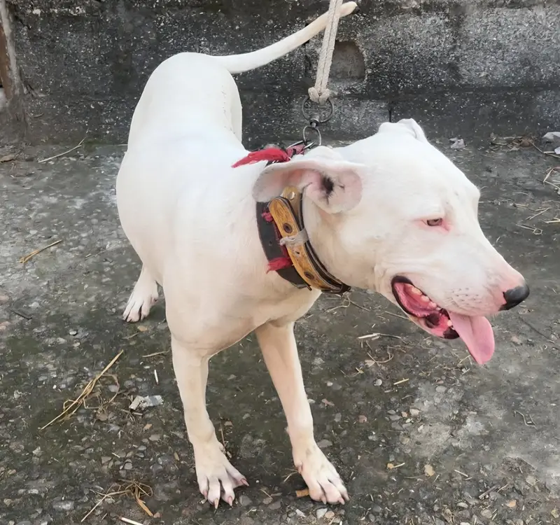Gultair Dog Female — photo 4