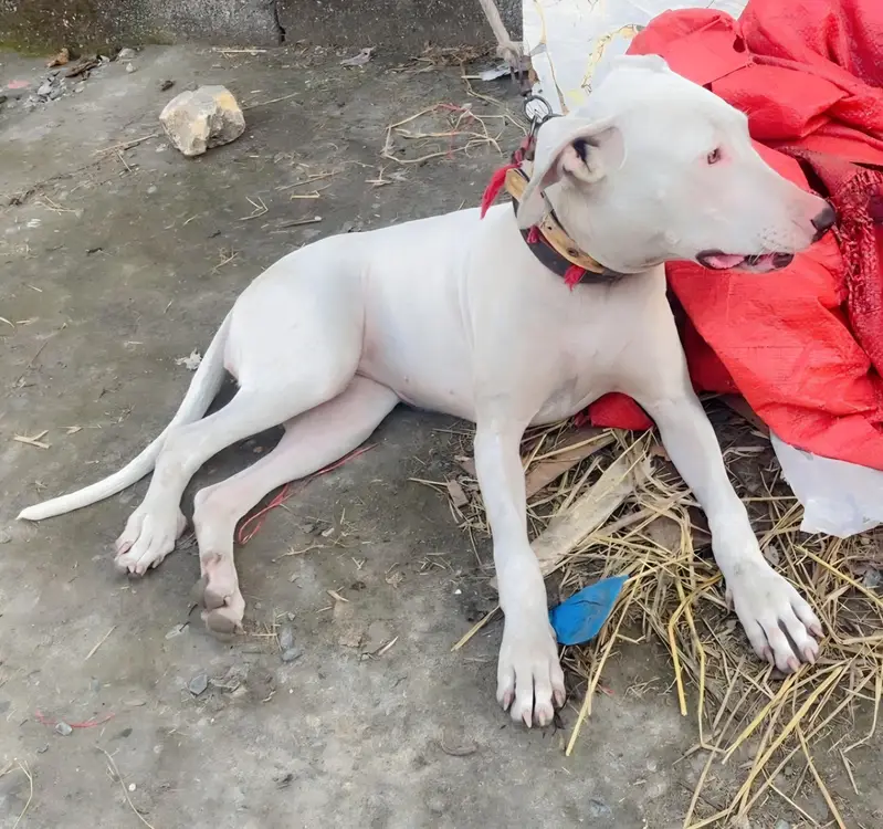 Gultair Dog Female — photo 5