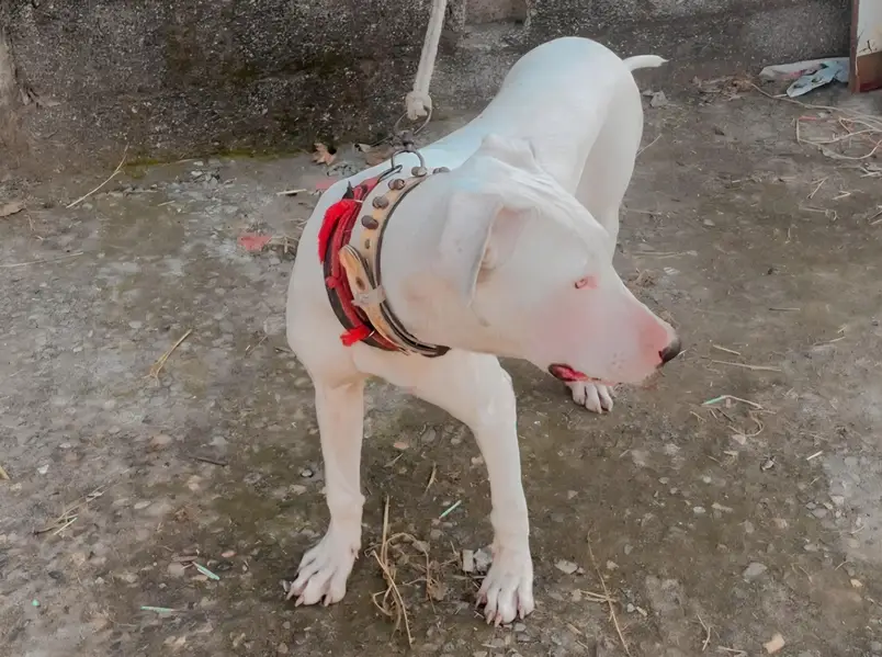Gultair Dog Female — photo 6