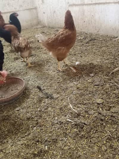 lohman brown egg laying chickens set-up available