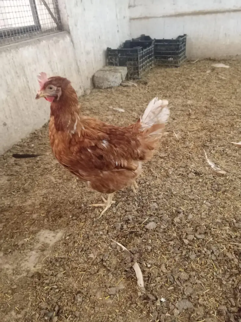 lohman brown egg laying chickens set-up available — photo 2