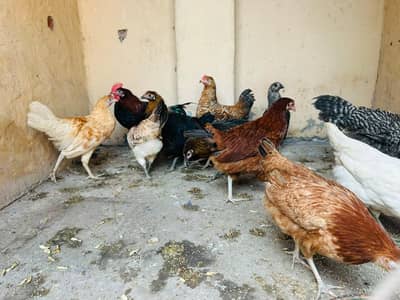 Desi Hens Egg Laying Starter