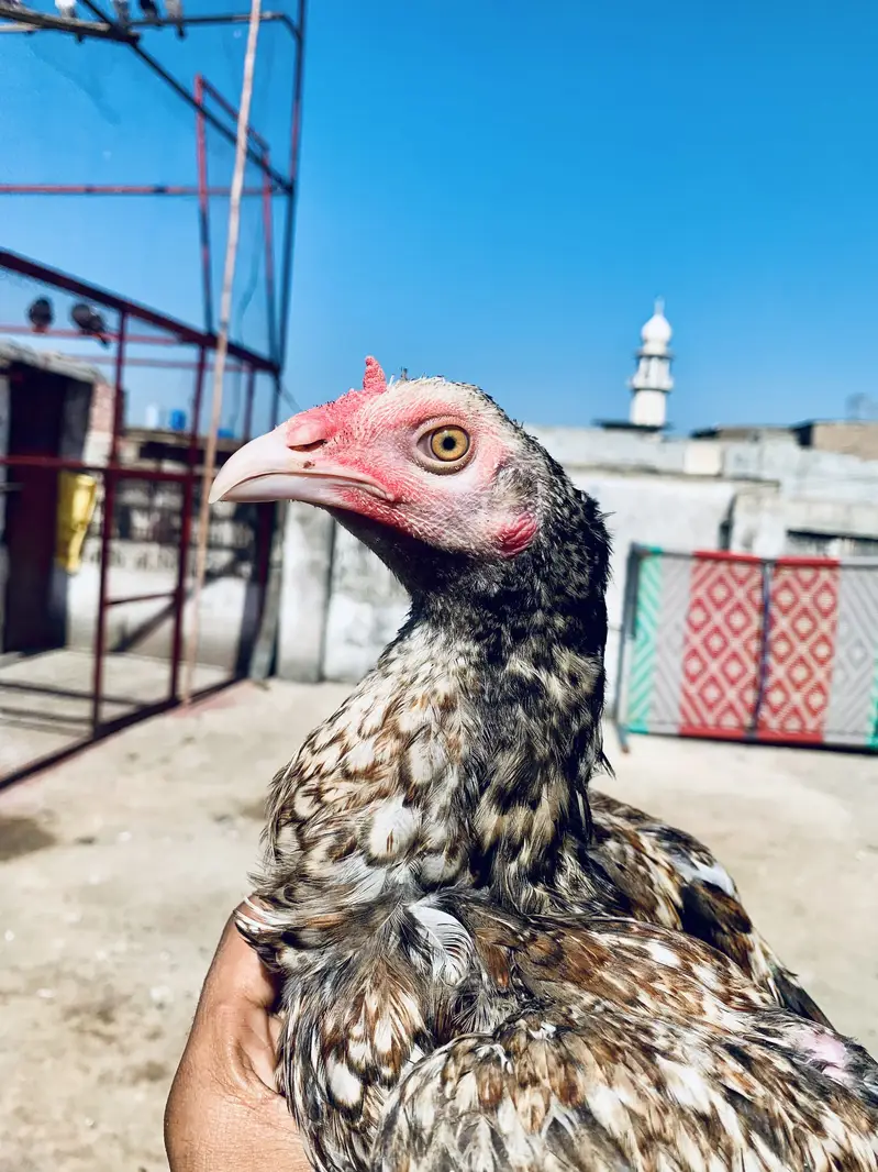 Aseel Phata — photo 2