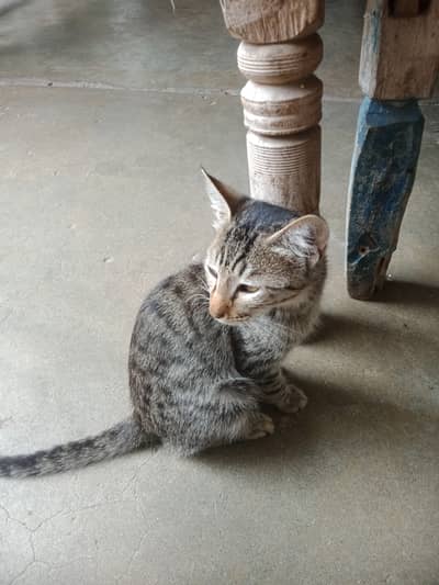Cats for sale