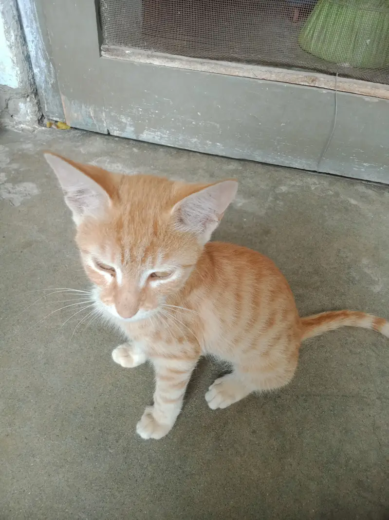 Cats for sale — photo 2