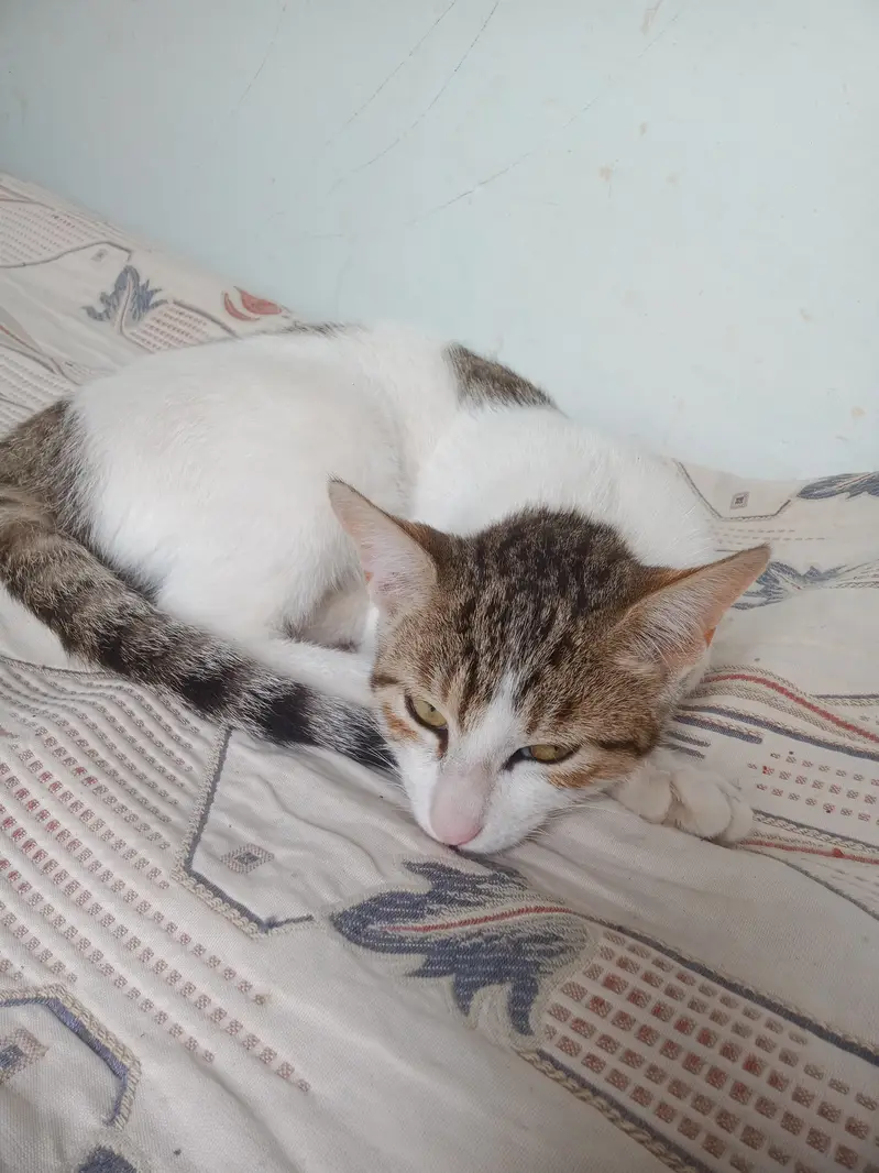 Cats for sale — photo 3