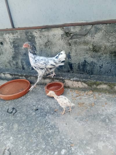 aseel murgi for chicks contact number 03165158339