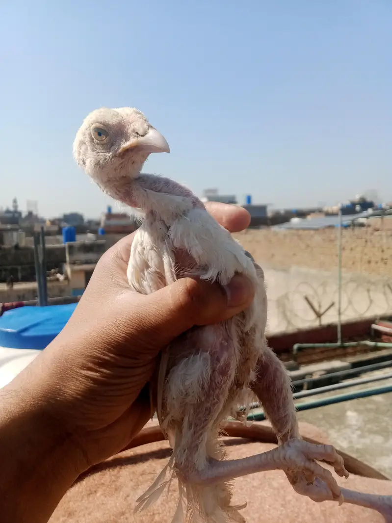 aseel murgi for chicks contact number 03165158339 — photo 8