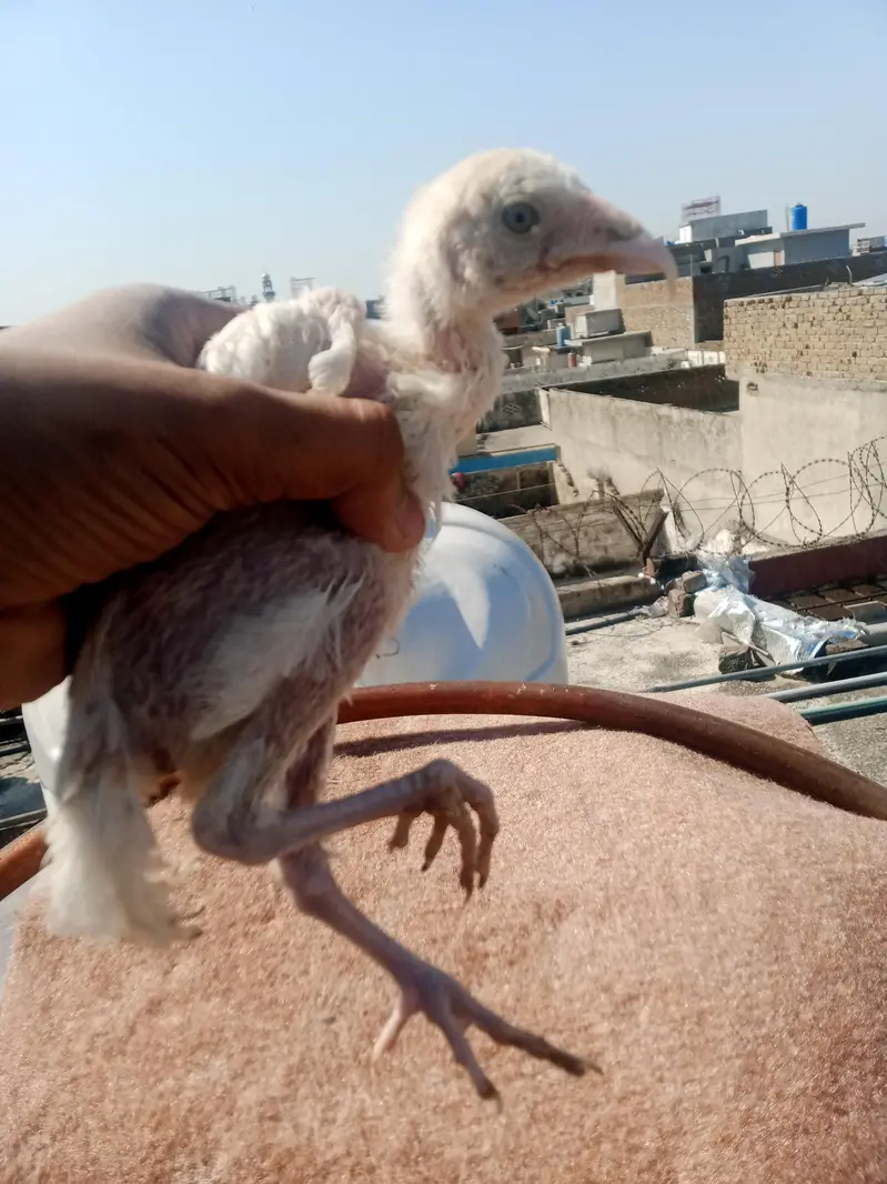 aseel murgi for chicks contact number 03165158339 — photo 10