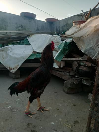 urgent sale karna ha