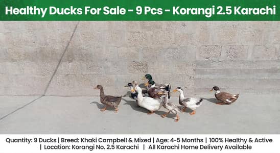 desi ducks j