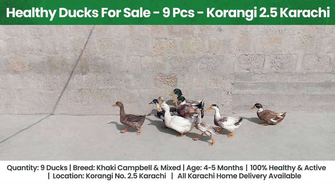 desi ducks j 0