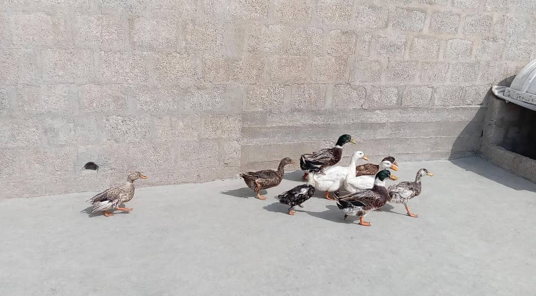 desi ducks j 1