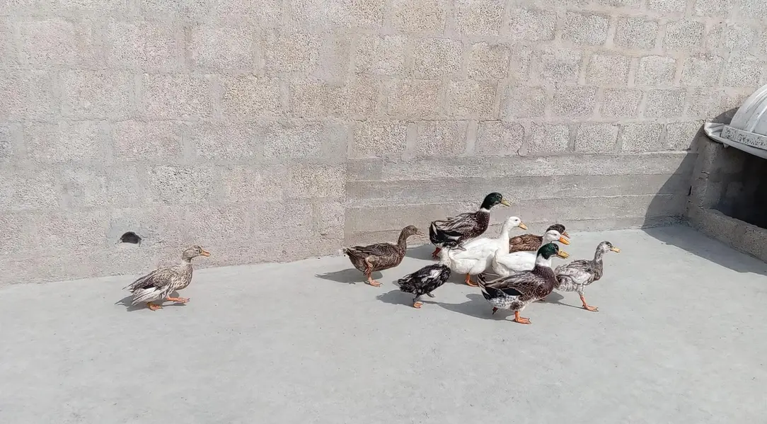 desi ducks j — photo 2