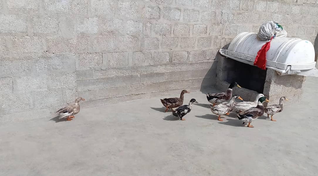 desi ducks j 2