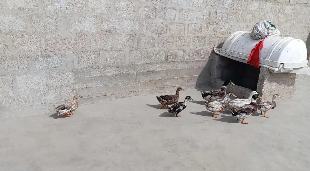 desi ducks j — photo 3