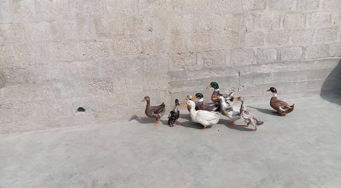 desi ducks j 3