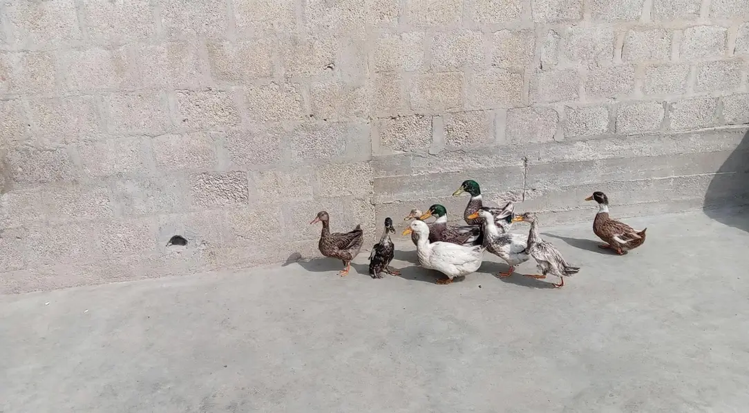 desi ducks j — photo 4