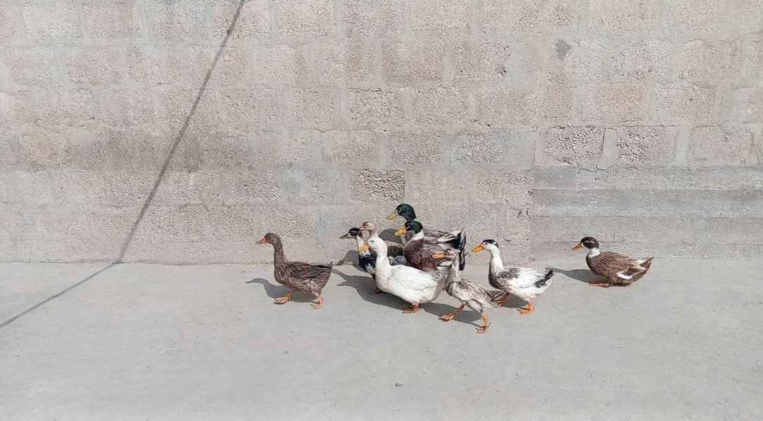 desi ducks j 4